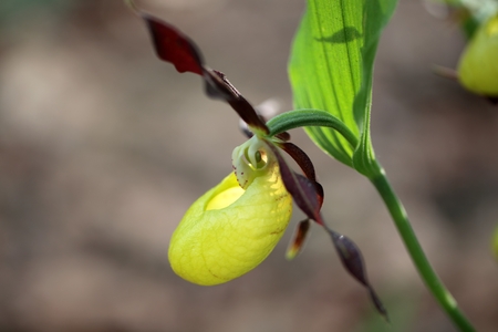 Ladys Slipper Orchid Cypripedium calceolusの写真素材
