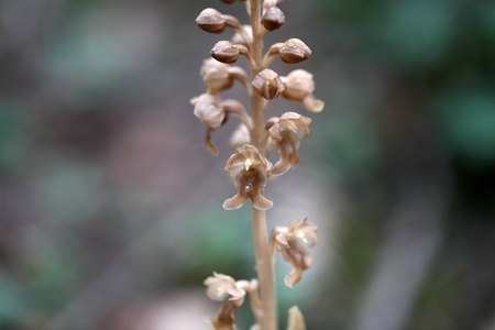Birdsnest Orchid Neottia nidusavisの写真素材