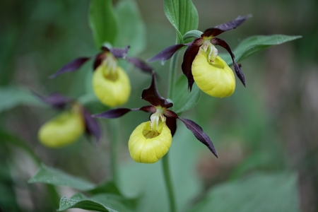Ladys Slipper Orchids Cypripedium calceolusの写真素材