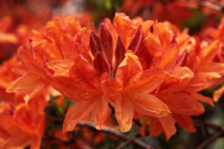 Rhododendron flowersの写真素材