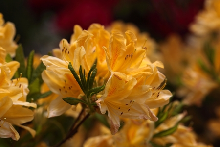 Rhododendron flowersの写真素材