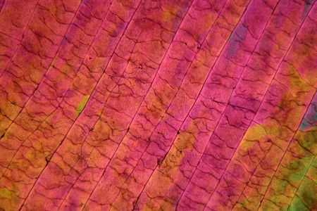 Sulfur crystals under the microscope with a magnification of 100 times and in polarized light.の写真素材