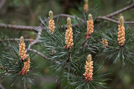 Male Flowers of a Black Pine (Pinus nigra)