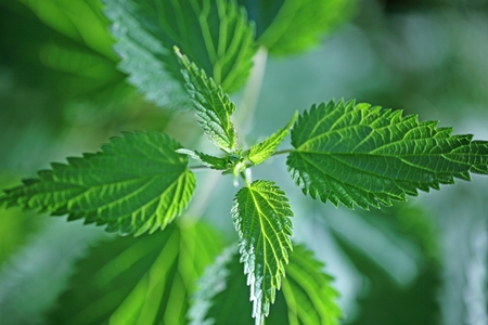 Stinging Nettle Urtica dioica