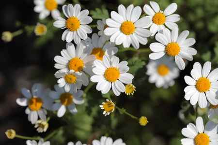 A macro photography of flowers feverfew Tanacetum parthenium.