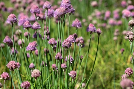 A macro photography of Chives flowers in a field.