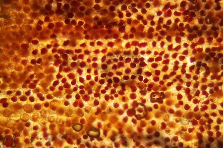 Cells of Flower leaf of a tagetes blossom under the microscope.の写真素材