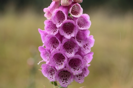 Common Foxclove flowers Digitalis purpurea.の写真素材