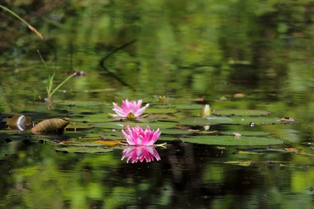 Water-lilies on a forest lake.の写真素材