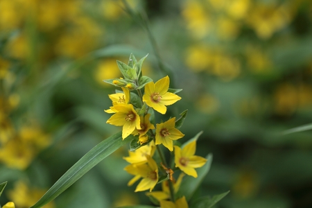 Flowers of the Spotted loosestrife Lysimachia punctate.の写真素材