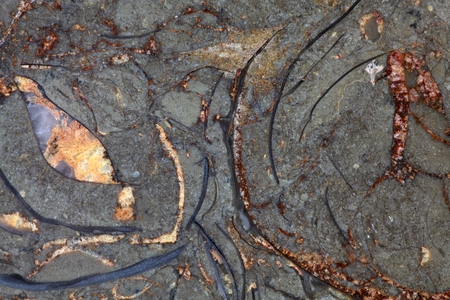 Surface of a carbonate rock with fossils; Upper Triassic of Southern Germany.