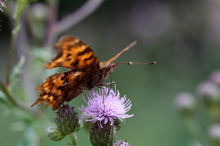 A Comma Butterfly, Polygonia c-album, on a flower.の写真素材