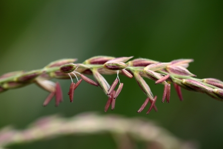 Male flowers of a maize plant.