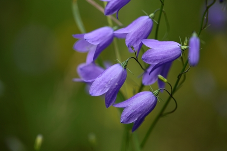 Flowers of the Bluebell Campanula rotundifolia.の写真素材