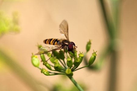 Macro photo of a marmalade hoverfly Episyrphus balteatus