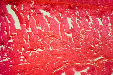 A section trough different tongue cells under the microscope.の写真素材