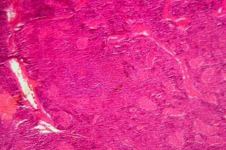 A section trough pancreas cells under the microscope.