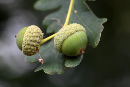 Acorns of the English Oak Quercus robur
