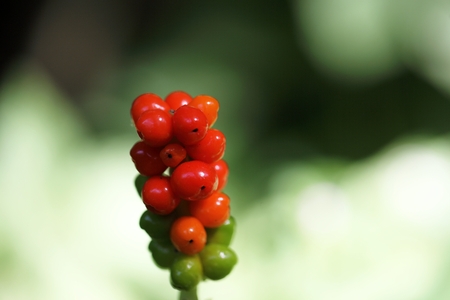 Macro photo of fruits of Arum maculatumの写真素材
