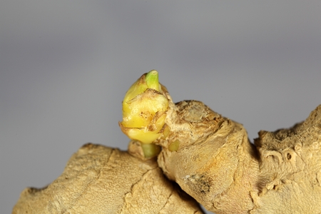 Ginger root with a seedling