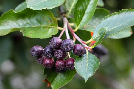 Fruits of Black chokeberries Aronia melanocarpa.の写真素材