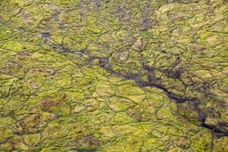 Algal mats on the surface of a lake.の写真素材
