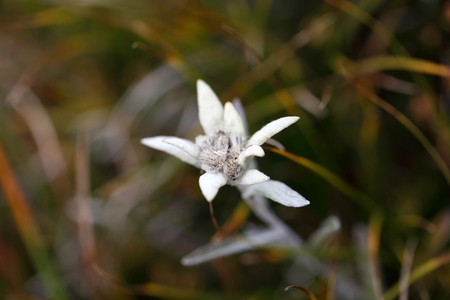 Alpine Edelweiss Leontopodium alpinum in the Swiss Alps.の写真素材