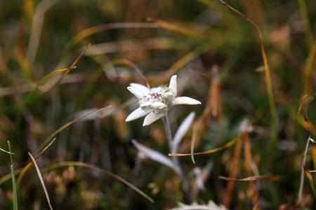 Alpine Edelweiss Leontopodium alpinum in the Swiss Alps.の写真素材