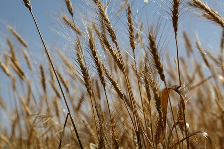 Details of a barley field with single spikes.
