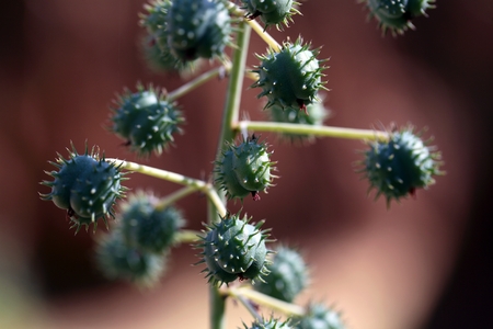 Fruits of the Ricinus Castor oil plant.の写真素材