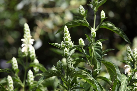 Flowers of Justicia schimperiana, an endemic East African plant.の写真素材