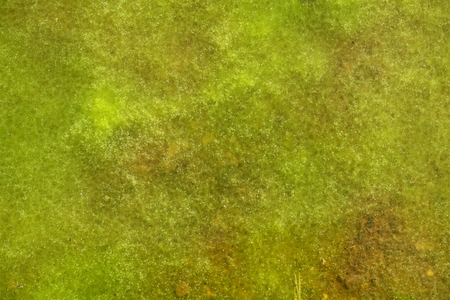Green algae with air bubbles on a lake surface.