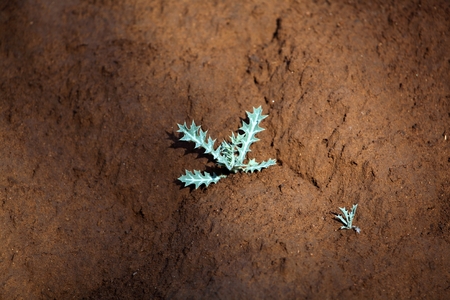 A small plant on dry brown earth.の写真素材