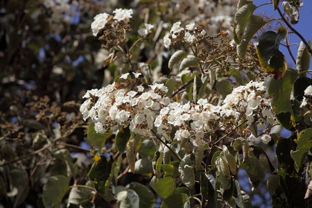 Flowers of Sudan Teak Wood Cordia africana.