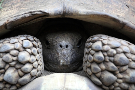 Head of a African spurred tortoise Centrochelys sulcata.の写真素材