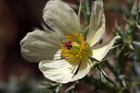 Flower of Mexican prickly poppy Argemone mexicana.の写真素材