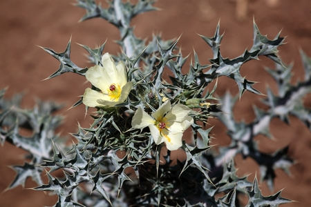 Flower of Mexican prickly poppy Argemone mexicana.の写真素材