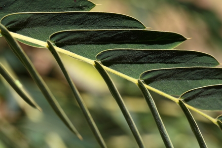 The symmetry of a pinnate leaf.の写真素材