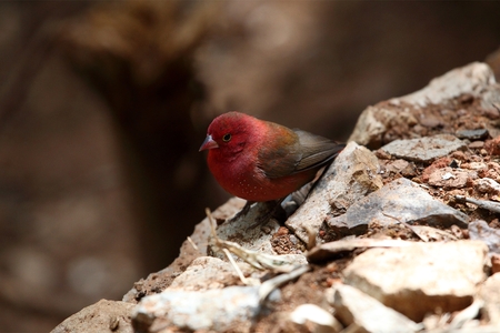 Red-billed Fire Finch or Senegal Firefinch Lagonosticta senegalaの写真素材