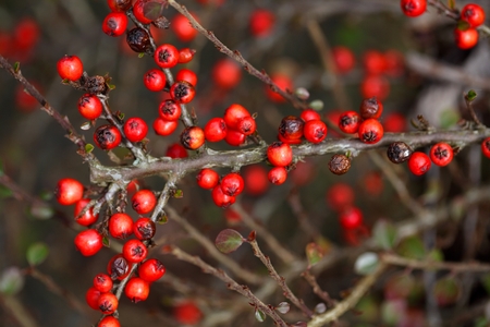 Small red berries on a Cotoneaster bush.の写真素材