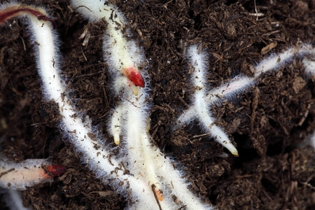 A macro photo of roots in brown garden soil.