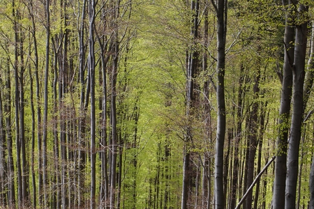 Spring in a beech forest in the Thuringian Mountains