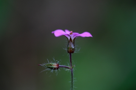 Flower of the Herb-Robert, Geranium robertianum. A wild growing, traditional medical plant.の写真素材