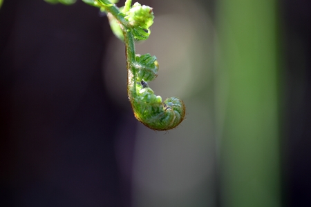Fresh sprouts of a common bracken fern, Pteridium aquilinumの写真素材
