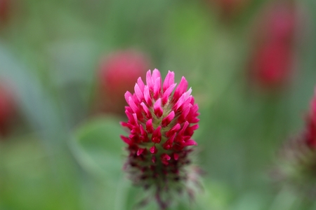 Flowers of the crimson clover, Trifolium incarnatumの写真素材