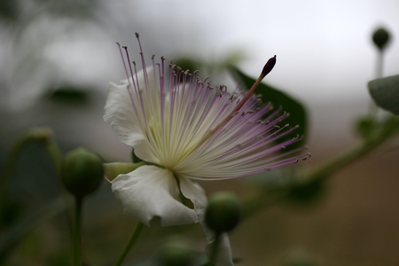 Flower of the caper bush, Capparis spinos. The buds are used as seasoning.の写真素材