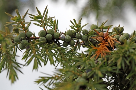 Juniperus berries on a tree (Juniperus communis). The berries are a spice and used for gin and...