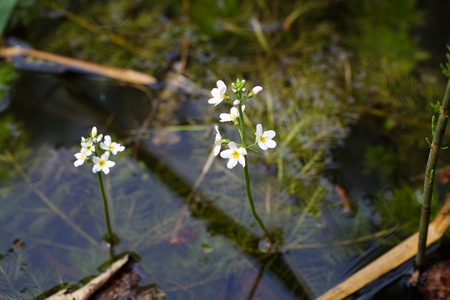 Flowers of water violet or featherfoil (Hottonia palustris), a water plant used in alternative medicine.の写真素材