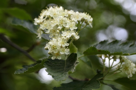 Flowers of a wild service tree (Sorbus terminalis).
