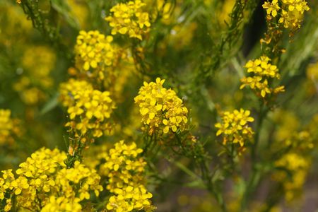 Flowers of hedge mustard (sisymbrium officinale), an old cultivation and medical plant.